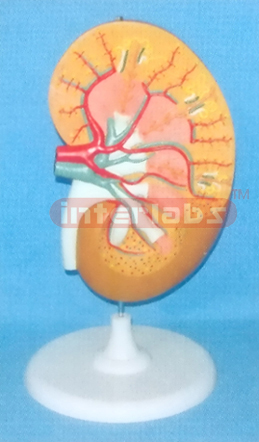 SUPER KIDNEY ANATOMICAL ENLARGED MODEL